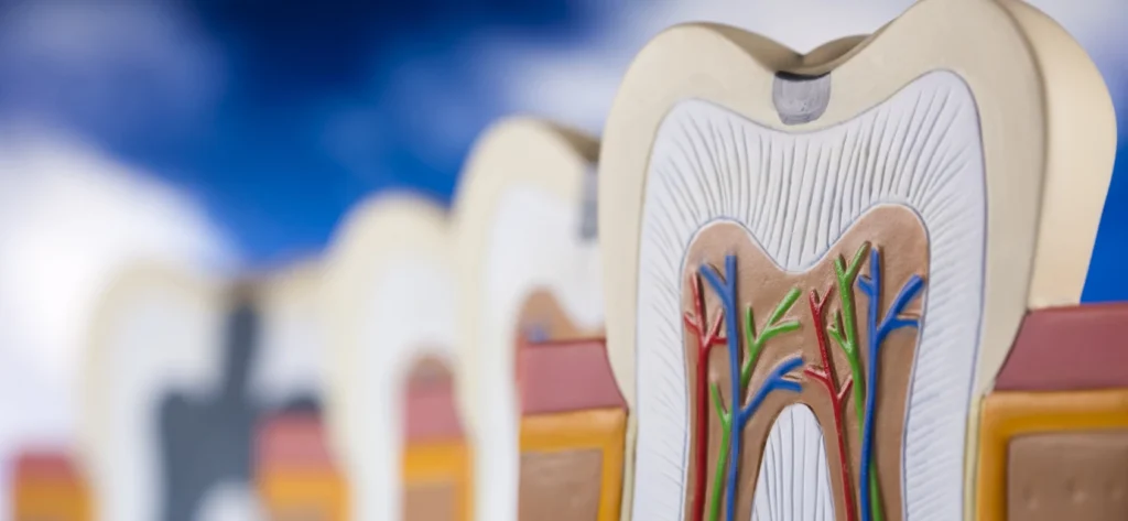 Comprendre l'endodontie au Cabinet Dentaire Claude Monet 